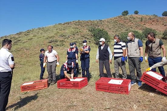 Kınalı Keklikler Doğaya Bırakıldı